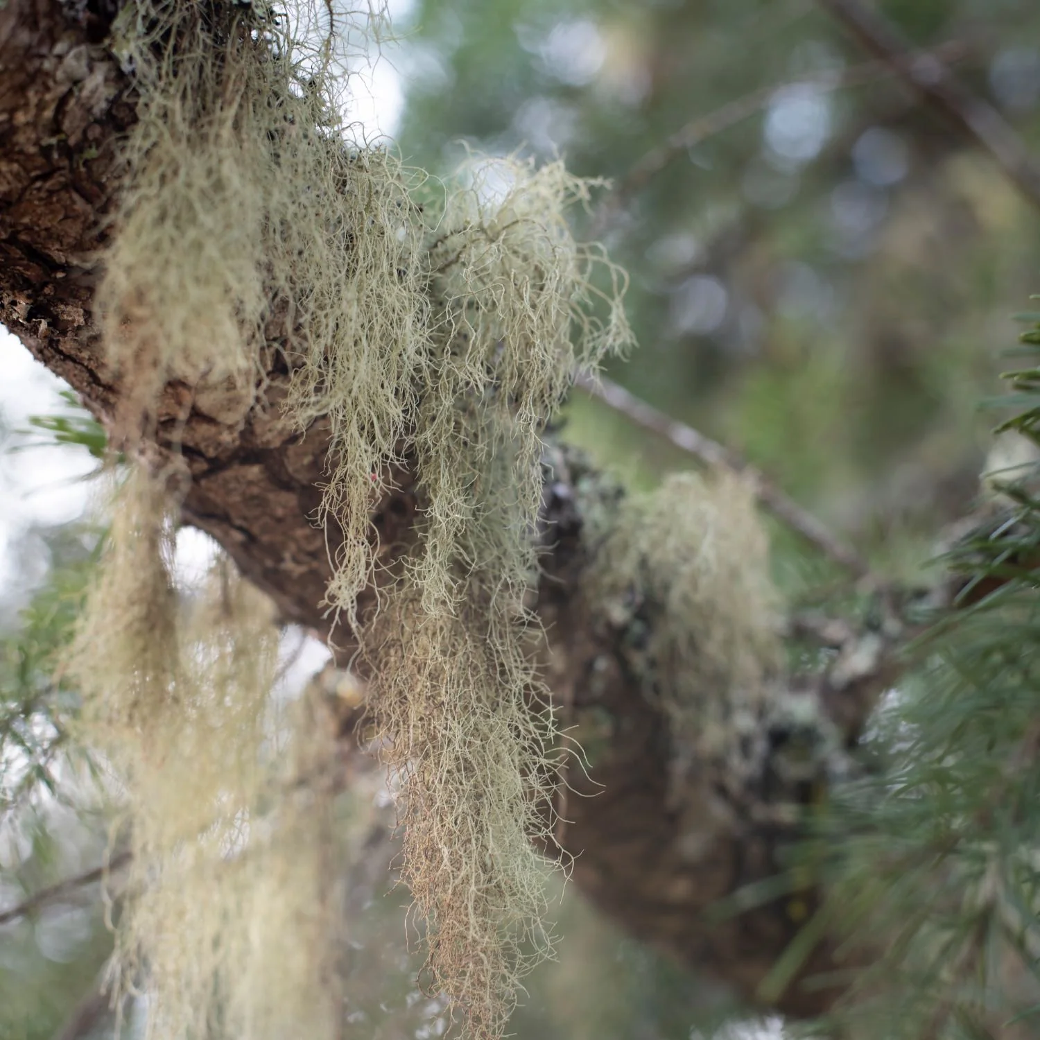 Usnea - Image 4