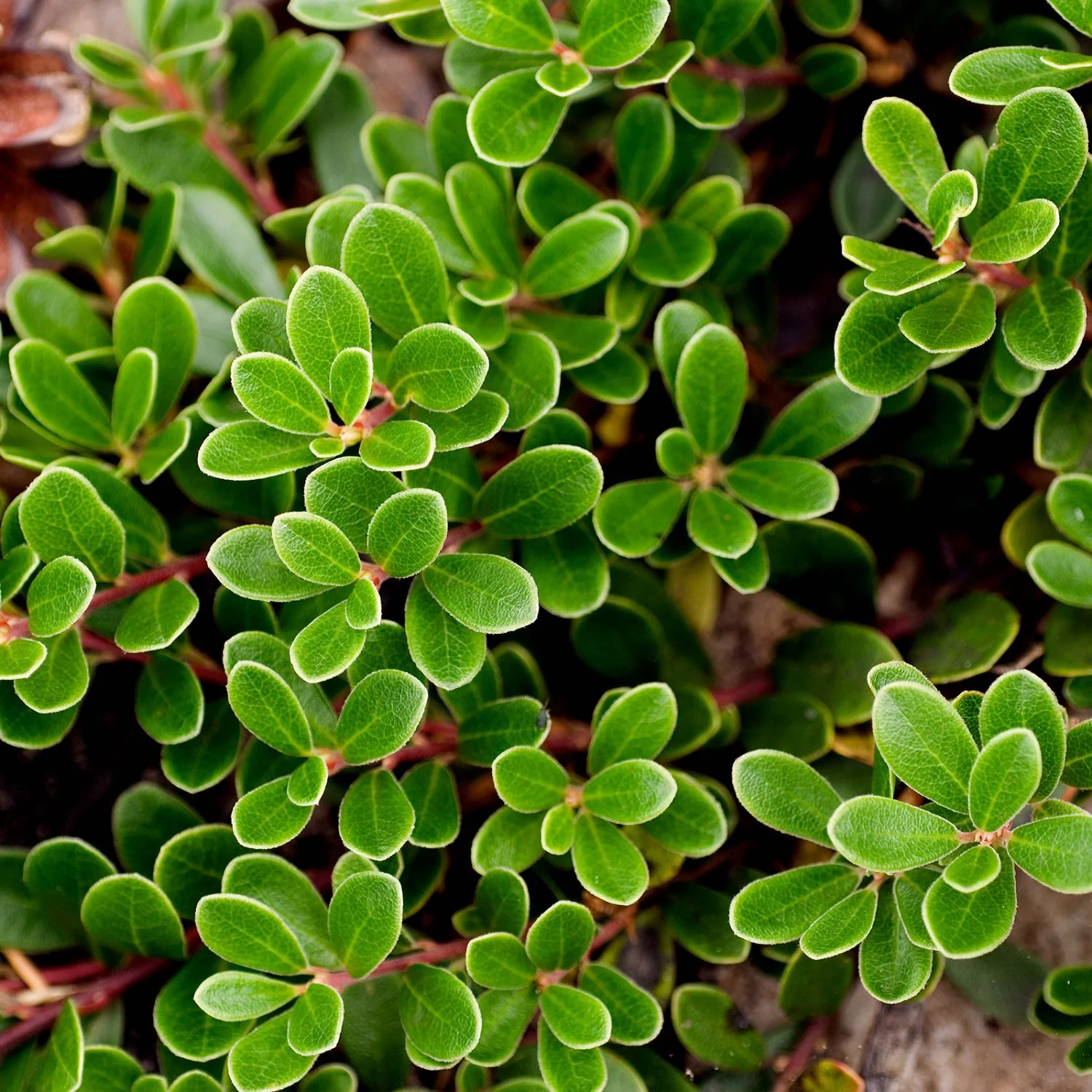 Uva-Ursi - Image 4