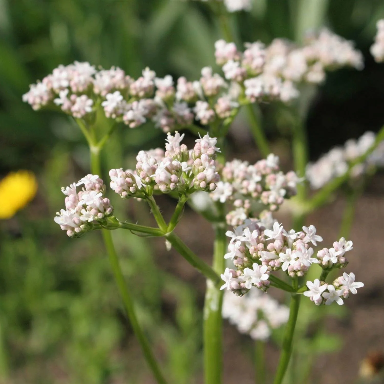 Valerian - Image 4