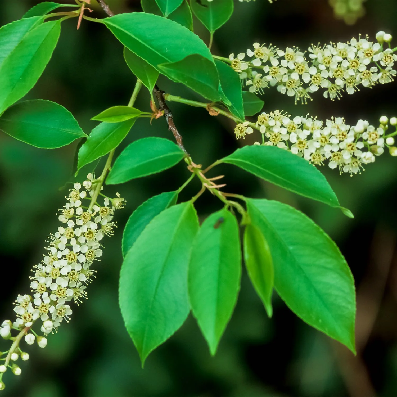 Wild Cherry - Image 3