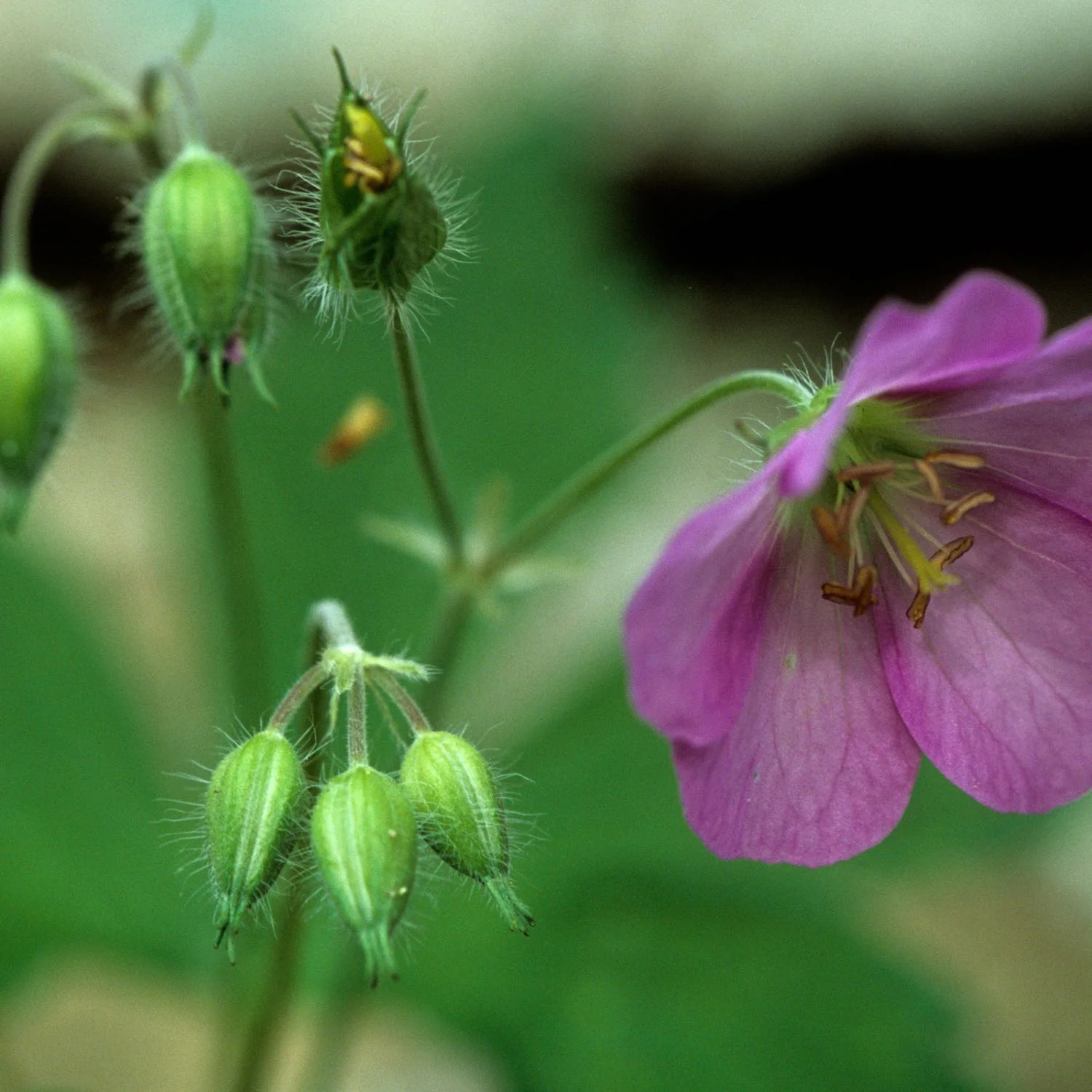 Wild Geranium - Image 3