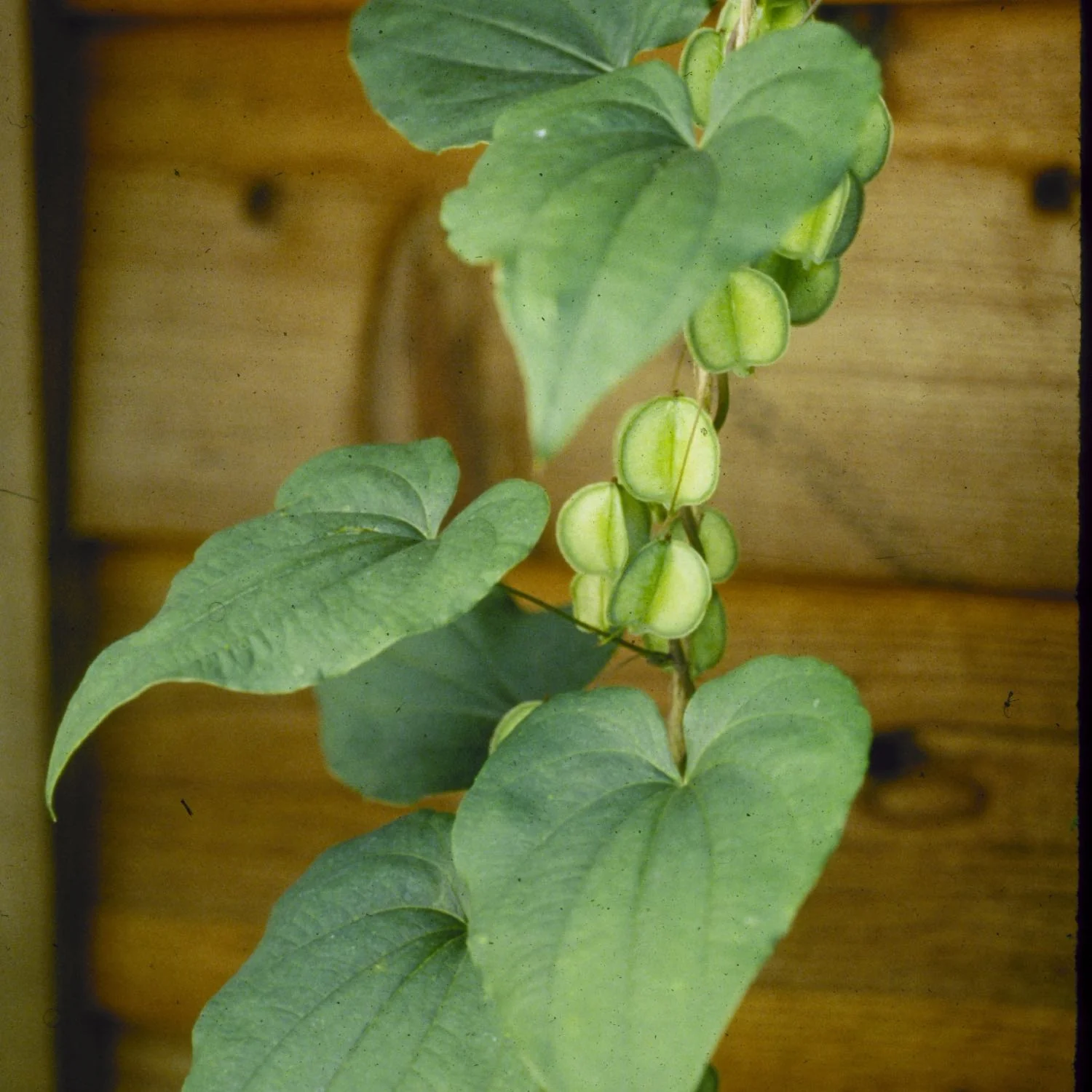 Wild Yam - Image 4