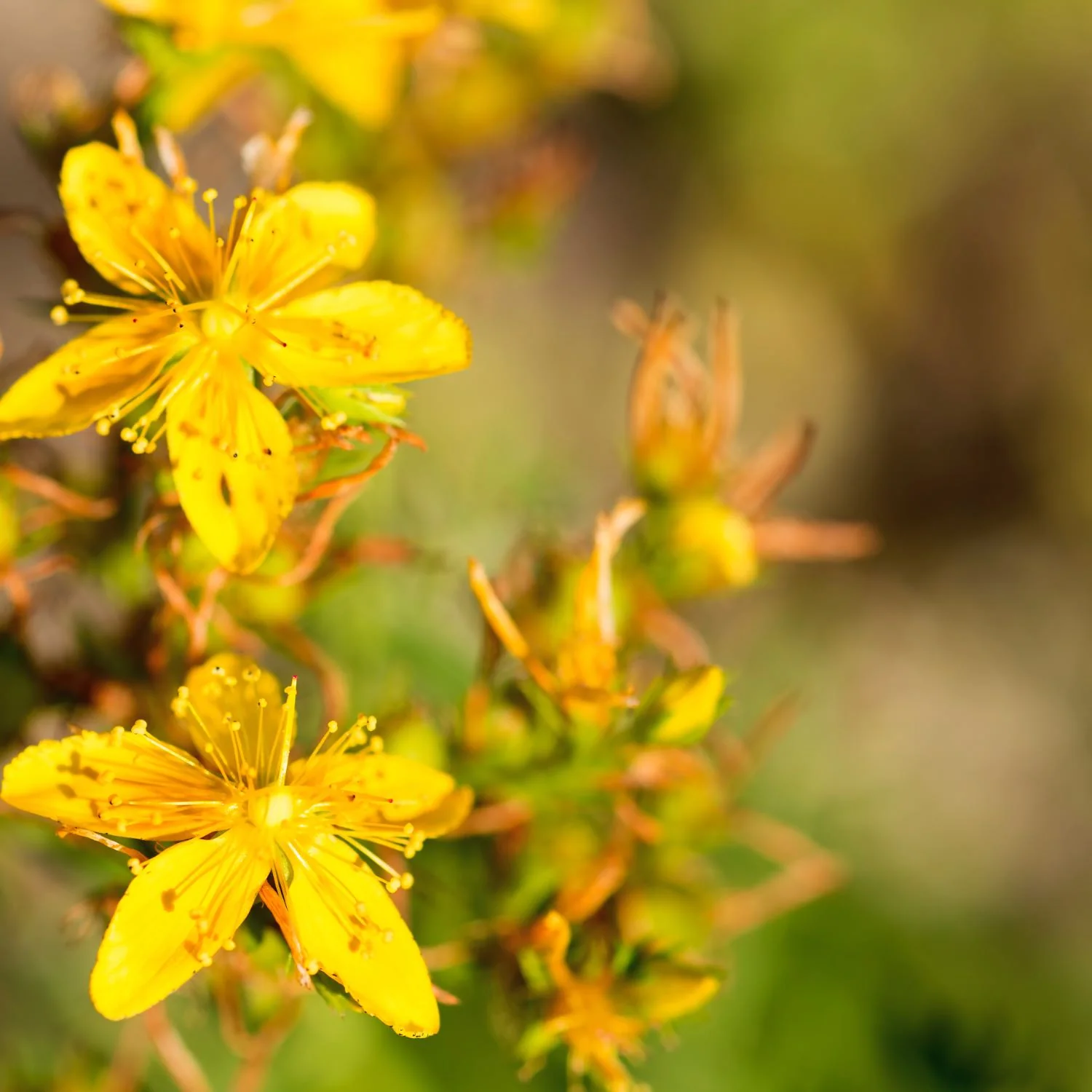 Willow Blend - Image 4