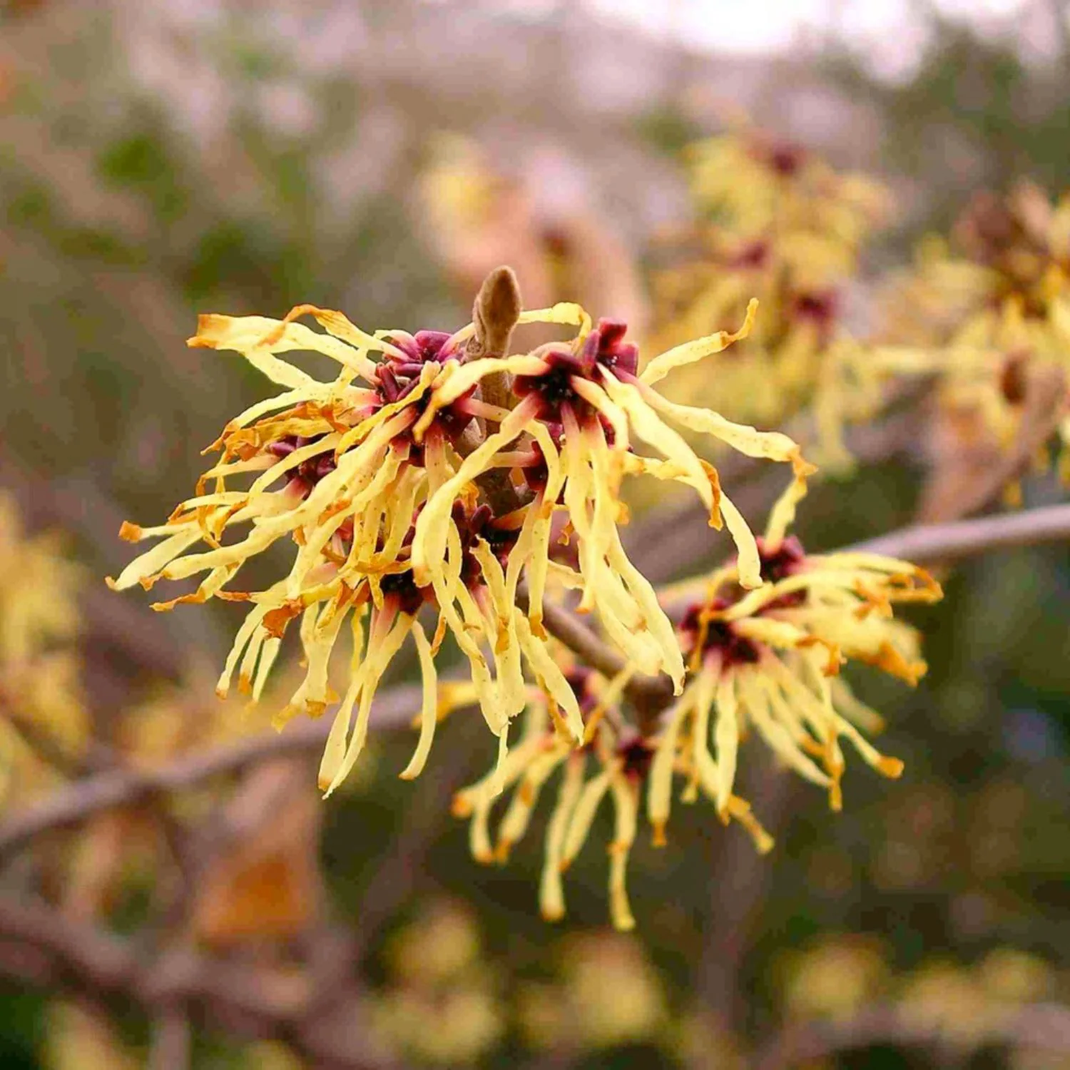 Witch Hazel - Image 3