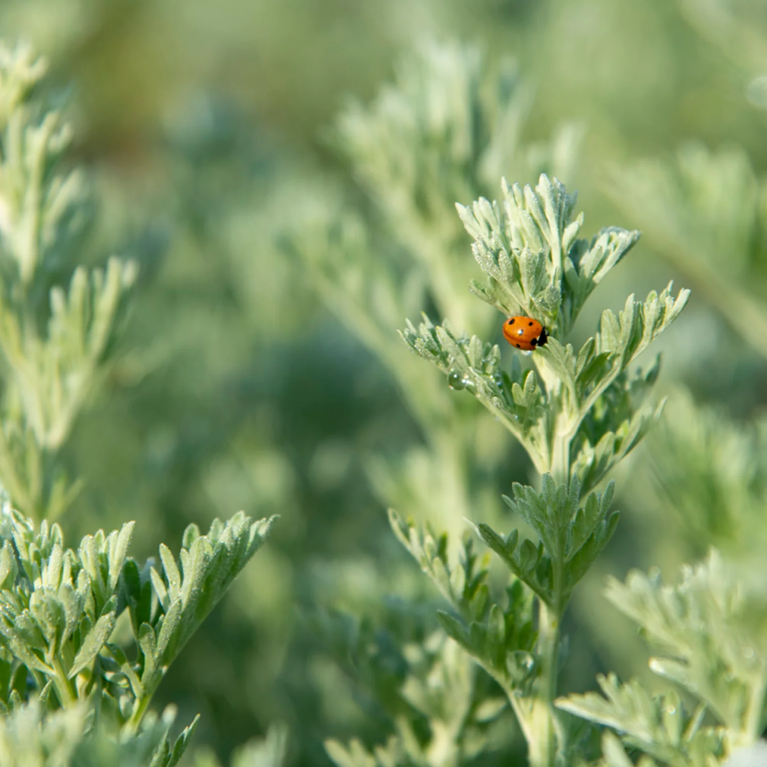 Wormwood - Image 4