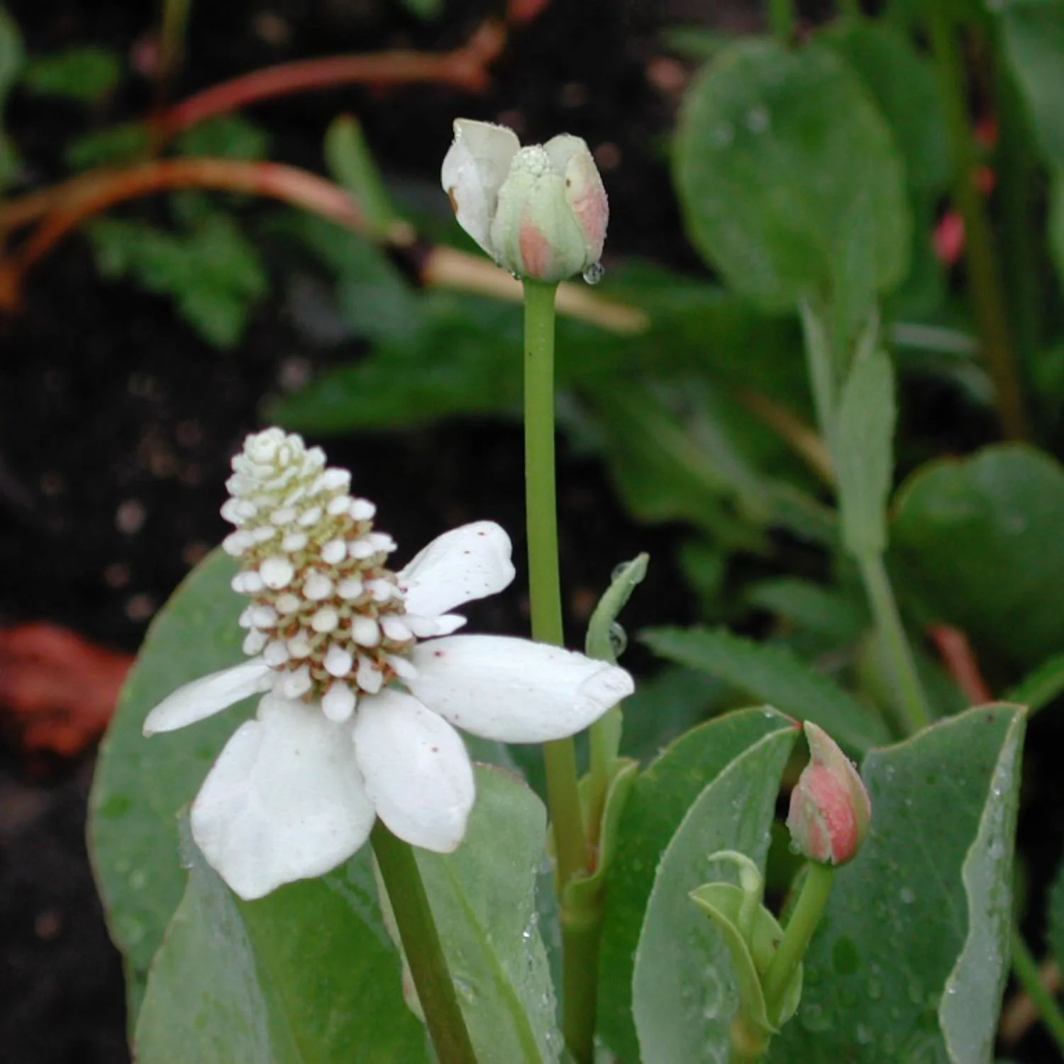 Yerba Mansa - Image 3