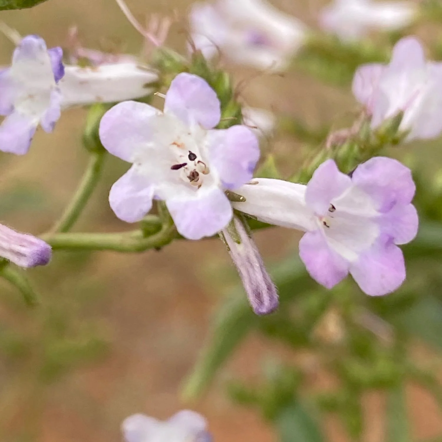 Yerba Santa - Image 3